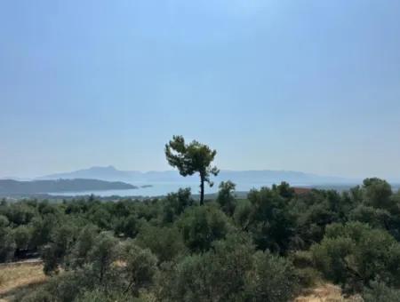 1608 M2 Olive Grove For Sale In Köyceğiz Olive Area
