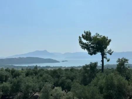 1608 M2 Olive Grove For Sale In Köyceğiz Olive Area