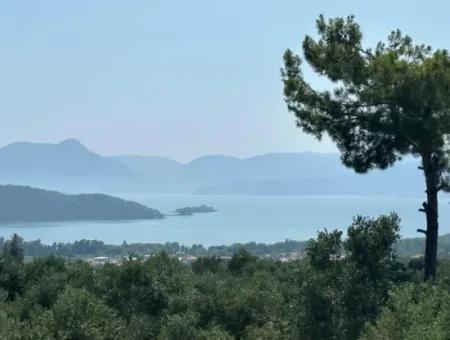 1608 M2 Olive Grove For Sale In Köyceğiz Olive Area