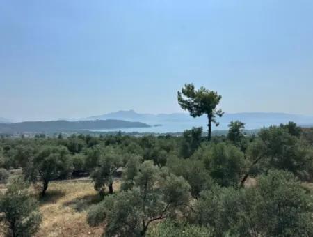 1608 M2 Olive Grove For Sale In Köyceğiz Olive Area