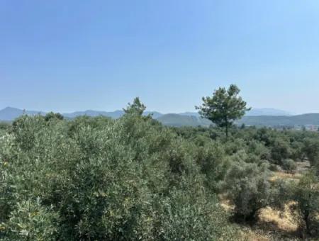 1608 M2 Olive Grove For Sale In Köyceğiz Olive Area