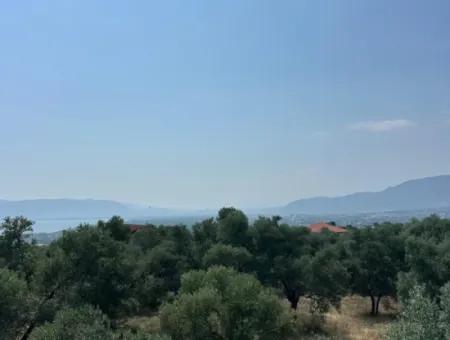 1608 M2 Olive Grove For Sale In Köyceğiz Olive Area
