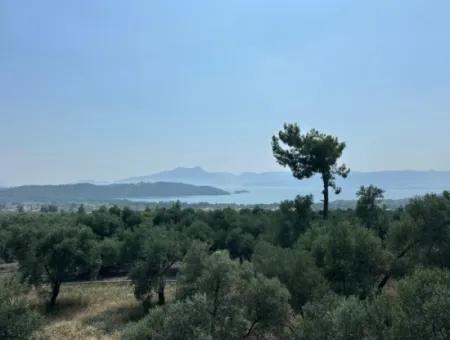 1608 M2 Olive Grove For Sale In Köyceğiz Olive Area