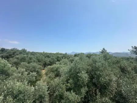 1608 M2 Olive Grove For Sale In Köyceğiz Olive Area