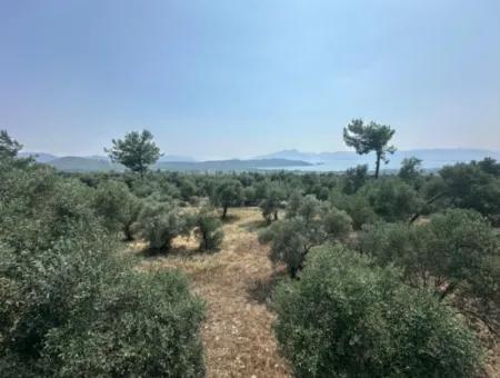 1608 M2 Olive Grove For Sale In Köyceğiz Olive Area