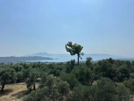 1608 M2 Olive Grove For Sale In Köyceğiz Olive Area