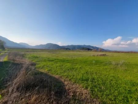 14.500 M² Fertile Land In Ortaca Güzelyurt For Long-Term Rental – Suitable For Animal Husbandry
