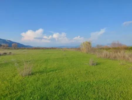 14.500 M² Fertile Land In Ortaca Güzelyurt For Long-Term Rental – Suitable For Animal Husbandry