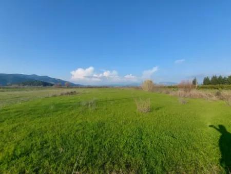 14.500 M² Fertile Land In Ortaca Güzelyurt For Long-Term Rental – Suitable For Animal Husbandry