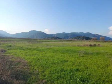 14.500 M² Fertile Land In Ortaca Güzelyurt For Long-Term Rental – Suitable For Animal Husbandry