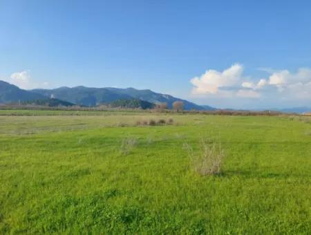 14.500 M² Fertile Land In Ortaca Güzelyurt For Long-Term Rental – Suitable For Animal Husbandry