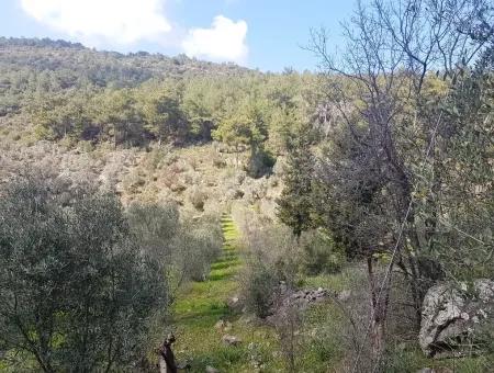 Land For Sale In Dalaman Honor Kircagedire