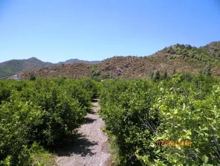 Lemon Garden For Sale In Dalaman Muğla Native Tasliburun 5 330 M2