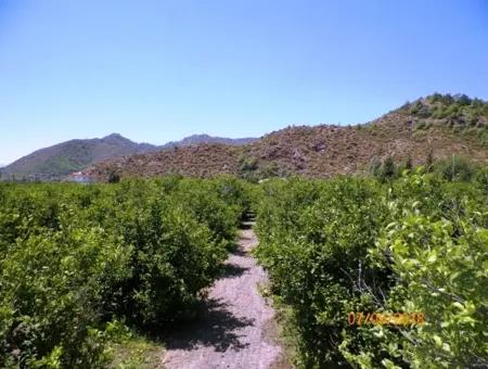 Lemon Garden For Sale In Dalaman Muğla Native Tasliburun 5 330 M2