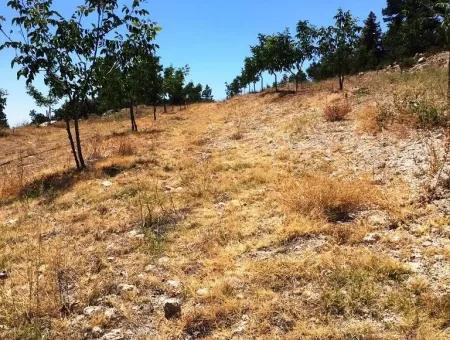 Denizli Çameli Gökçeyakada Walnut Garden For Sale