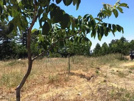 Denizli Çameli Gökçeyakada Walnut Garden For Sale