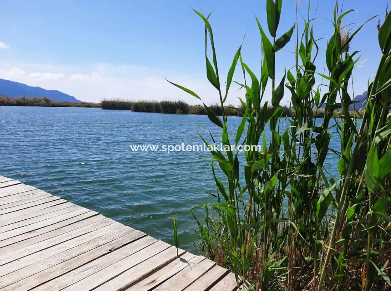 Muğla Dalyanda Satılık Kanala Sıfır Yatırıma Uygun Nar Bahçesi