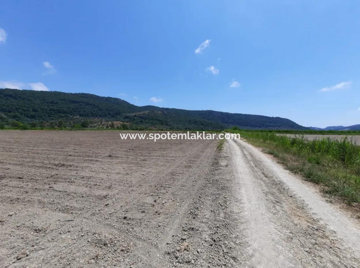 Muğla Ortaca Güzelyurtta Kiralık Verimli Arazi