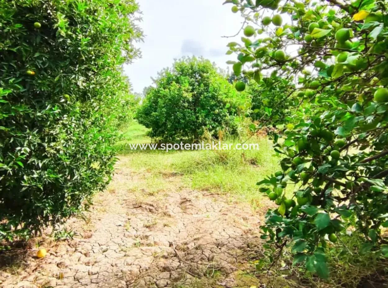 Muğla Ortaca Fevziye Mahallesinde Denize 3 Km De 11.750 M2 Tarla Satılık