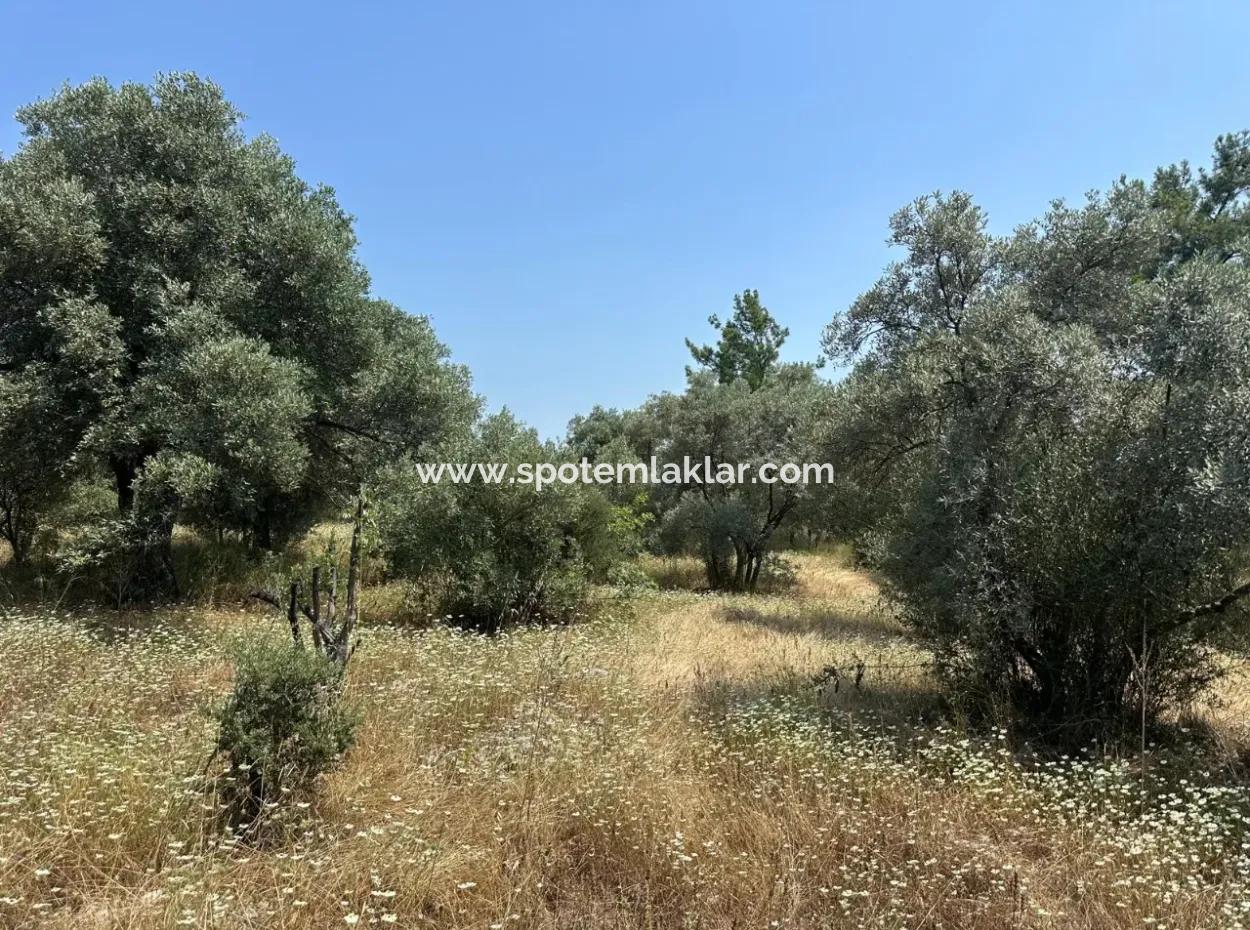 Köyceğiz Zeytinalanında 1608 M2 Zeytinlik Satılık