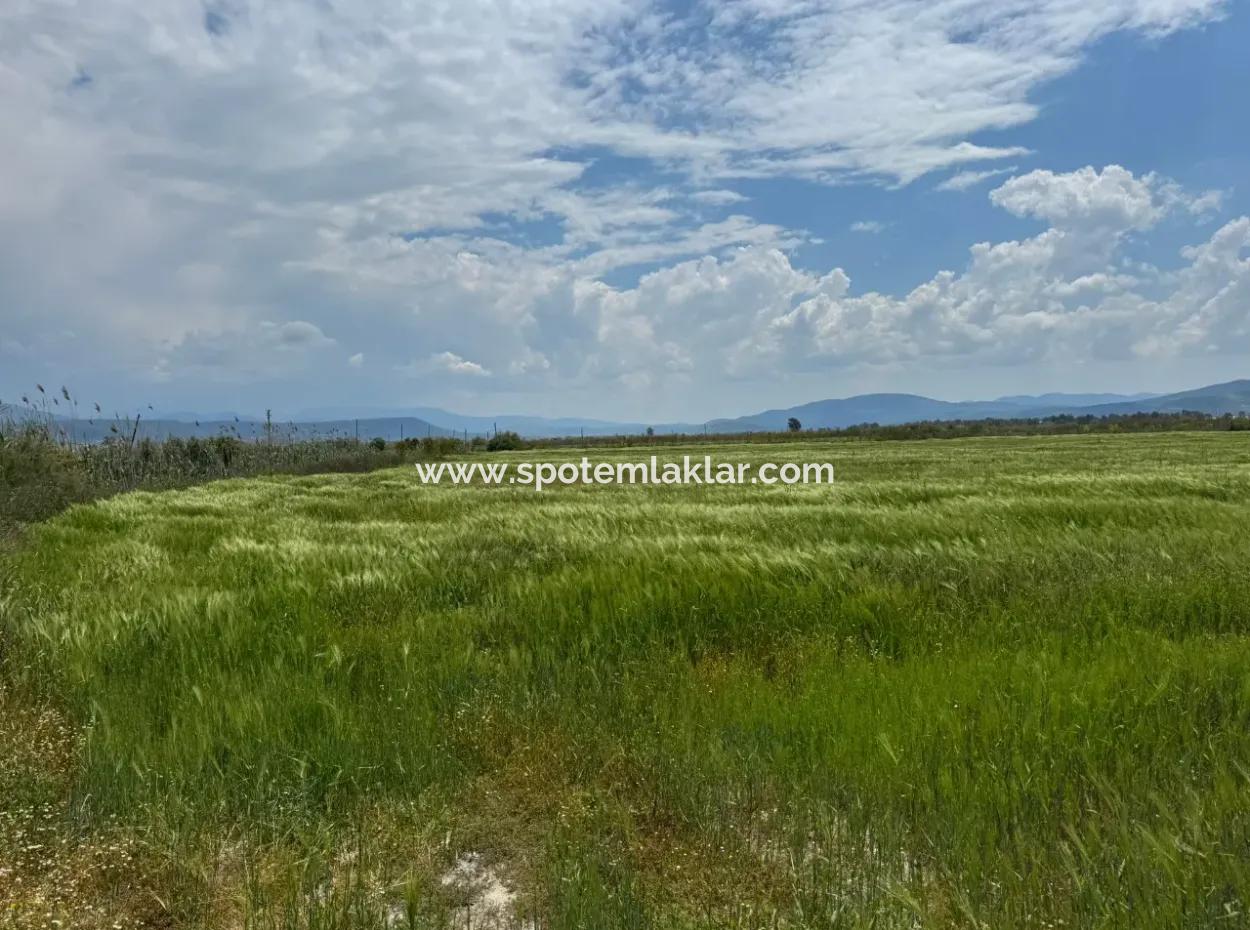 Milas Avşar  27.216 M2 Düz Verili Müstakil Arazi Acil Satılık, Teklife Açık