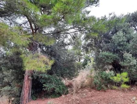 Muğla Sarıgermede Satılık Deniz Manzaralı Arsalar