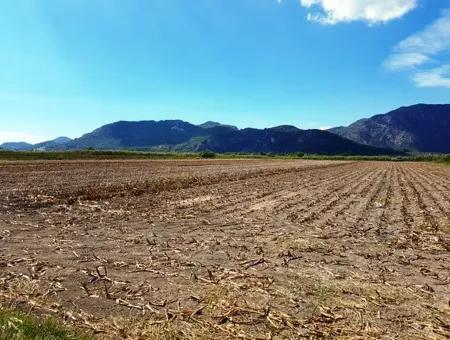 Muğla Ortaca Güzelyurtta Satılık Verimli Kelepir Arazi