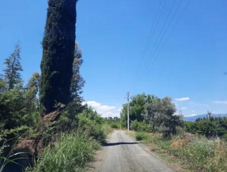 Muğla Dalyanda Satılık Narenciye Bahçesi Müstakil Arazi 3000 M2