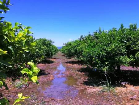 Ortacada Satılık Kelepir Limon Bahçesi