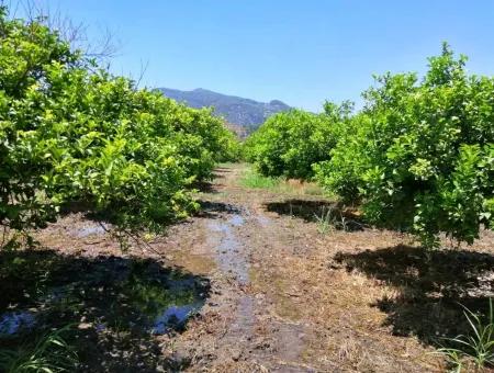 Ortacada Satılık Kelepir Limon Bahçesi