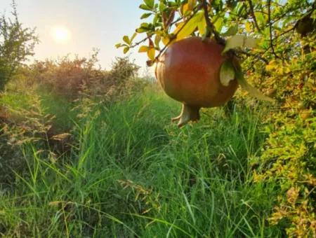 Muğla Ortaca Tepearasında Satılık Nar Bahçesi