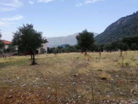 Muğla Köyceğiz Zeytinalanında Göl Manzaralı 2788 M2 Tarla Satılık