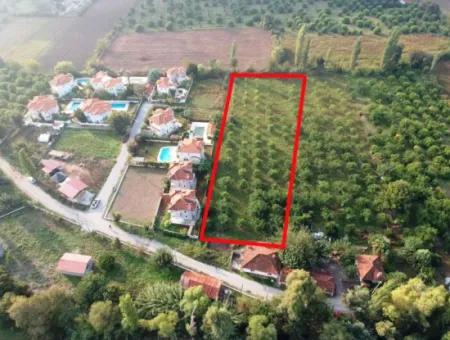 Muğla Ortaca Marmarlıda 4.000 M2  Limon Bahçesi 5 Yıllık Kiralık