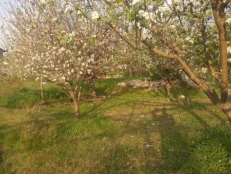 Fethiye Seydikemer Arsaköyün De 900 M2 Yanyana 2 Parsel Elma Bahçesi Satılık.