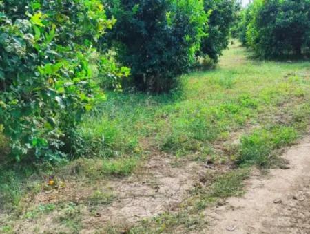 Muğla Ortaca Fevziye Mahallesinde Denize 3 Km De 11.750 M2 Tarla Satılık