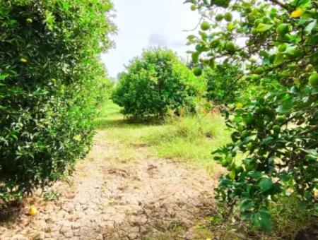 Muğla Ortaca Fevziye Mahallesinde Denize 3 Km De 11.750 M2 Tarla Satılık