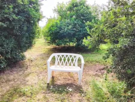 Muğla Ortaca Fevziye Mahallesinde Denize 3 Km De 11.750 M2 Tarla Satılık