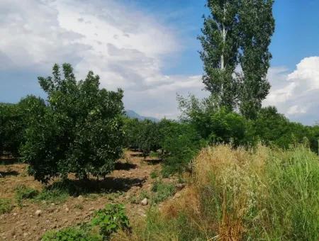 Köyceğiz Beyobasında Satılık Kelepir Tarla