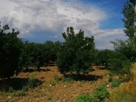 Köyceğiz Beyobasında Satılık Kelepir Tarla