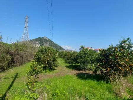 Muğla Dalyan Da Satılık 722 M2 İmarlı Müstakil Arsa