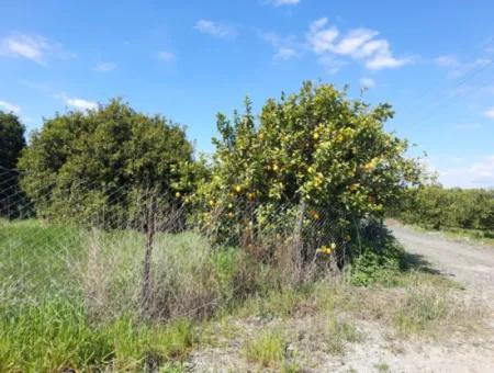 Ortaca Marmarlı’da Dağ Ve Doğa Manzaralı 1.500 M² Müstakil Arsa Satılık
