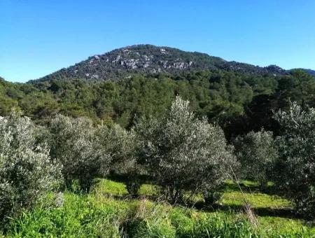 Muğla Ortaca Gökbelde Satılık Kelepir Zeytinlik Tarla