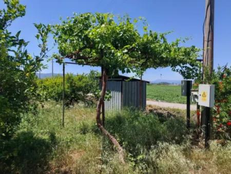Muğla Ortaca Eskiköyde 9.000  M2 Nar Bahçesi Satılık