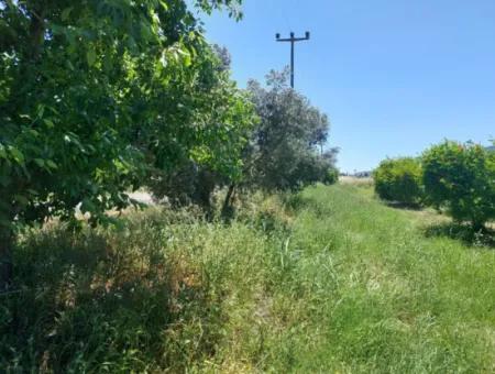 Muğla Ortaca Eskiköyde 9.000  M2 Nar Bahçesi Satılık