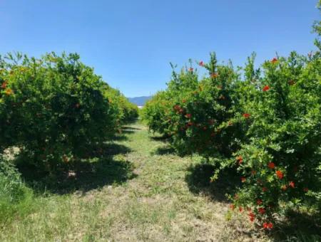 Muğla Ortaca Eskiköyde 9.000  M2 Nar Bahçesi Satılık