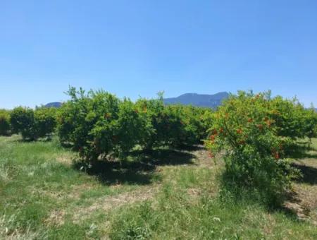 Muğla Ortaca Eskiköyde 9.000  M2 Nar Bahçesi Satılık