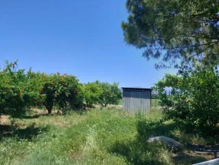 Muğla Ortaca Eskiköyde 9.000  M2 Nar Bahçesi Satılık