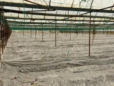 Ortaca Eskiköy De 5200 M2 Tarla İçinde Müstakil Ev Ve Sera Satılık