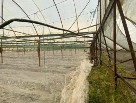 Ortaca Eskiköy De 5200 M2 Tarla İçinde Müstakil Ev Ve Sera Satılık