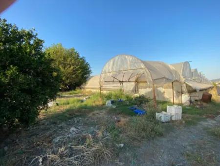 Ortaca Eskiköy De 5200 M2 Tarla İçinde Müstakil Ev Ve Sera Satılık